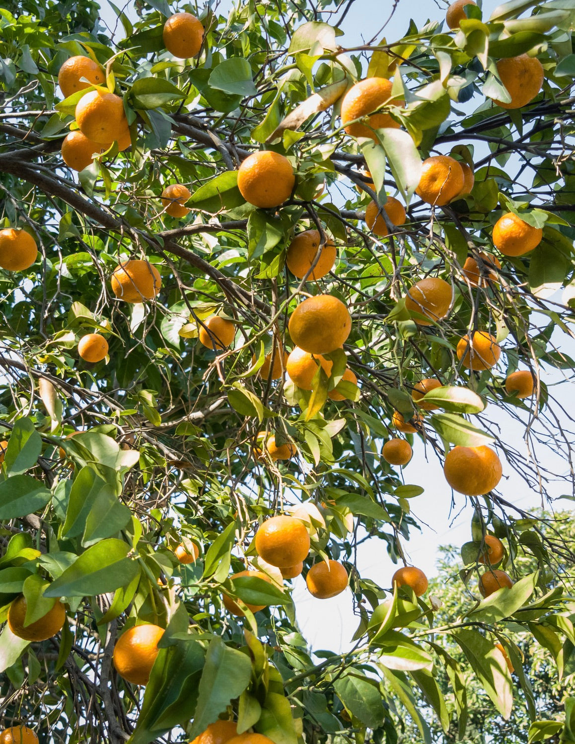 Owari Satsuma Tree