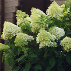 Limelight Hydrangea Tree