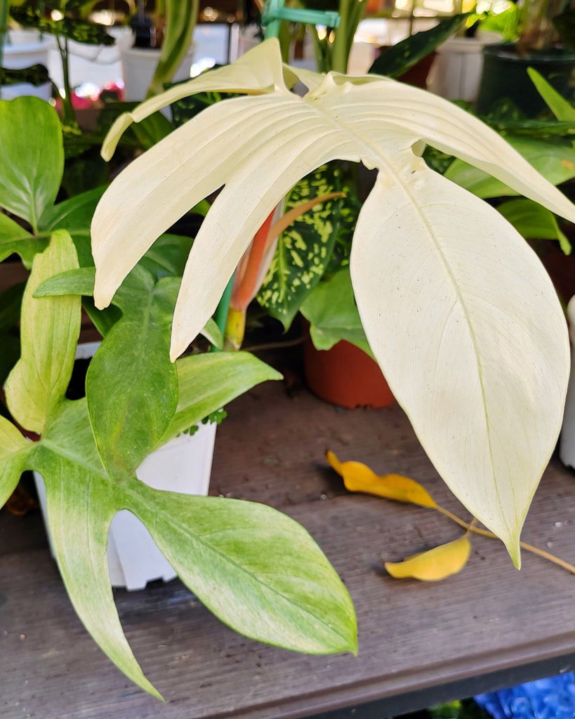 How to care for a Philodendron Florida Ghost
