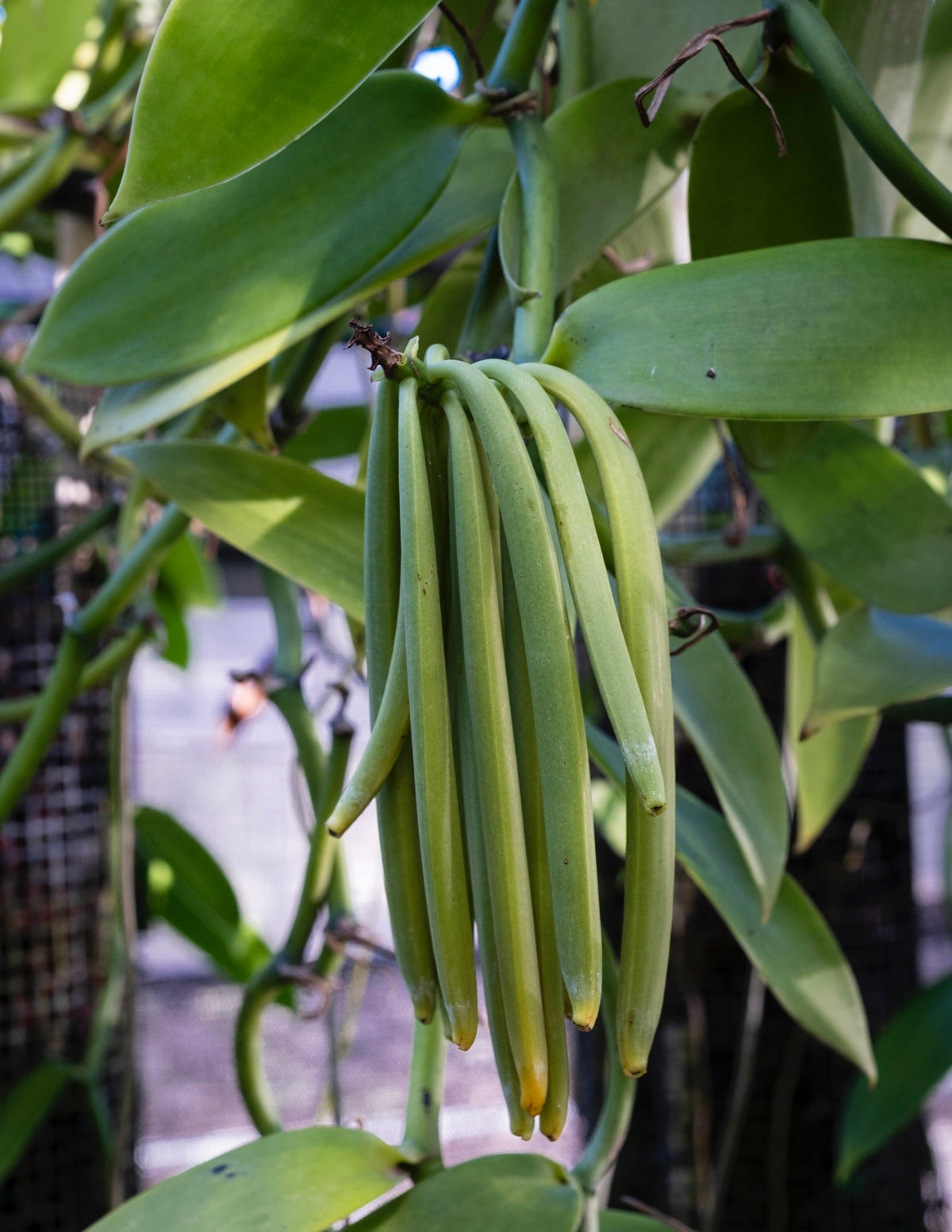 Vanilla Orchid
