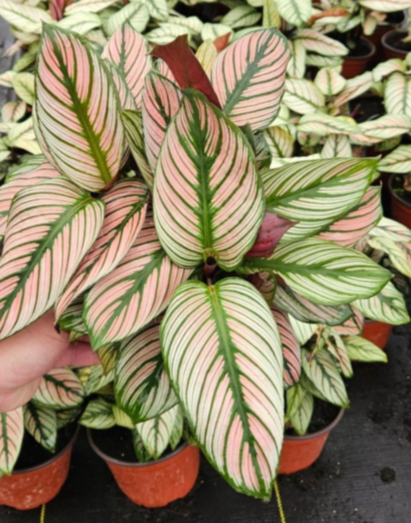 How to care for a Calathea White Star