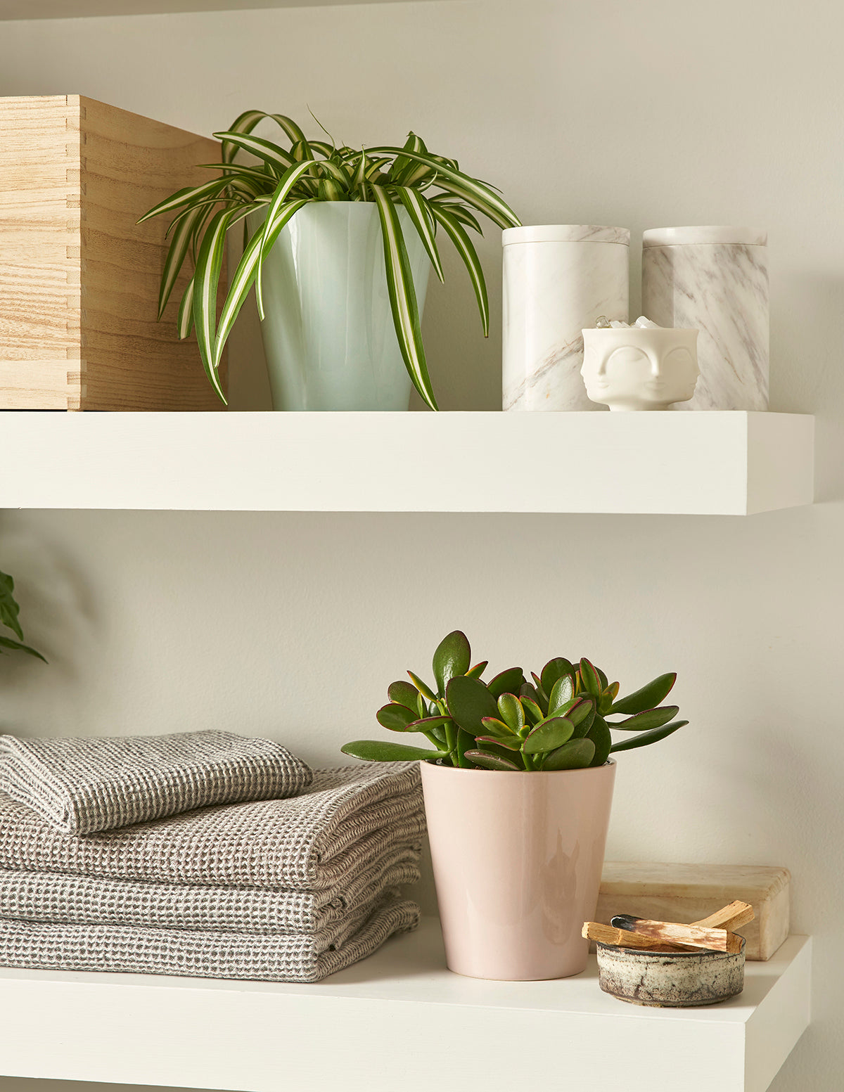 files/jade_succulent_spider_plant.jpg