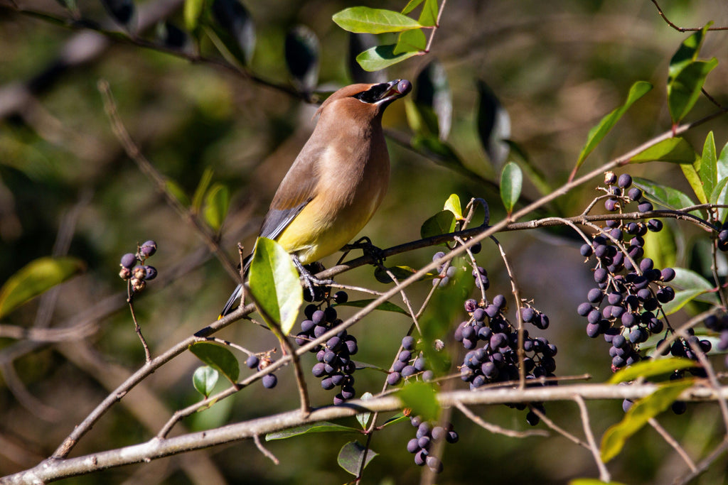 How to care for a Privet