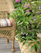 Key Lime Tree