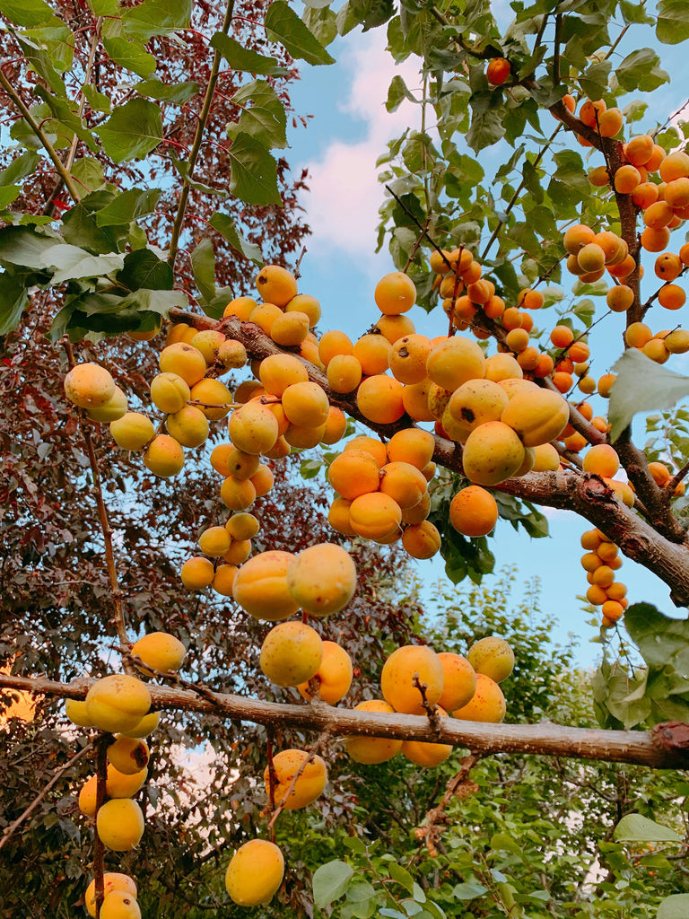 How to care for a Apricot Tree