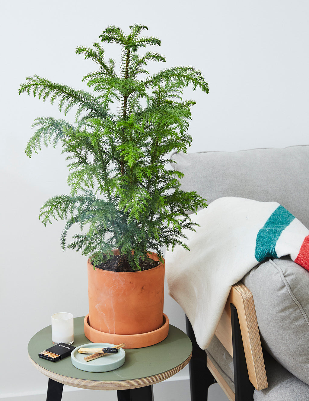 Medium Norfolk Island Pine brings tropical elegance indoors.
