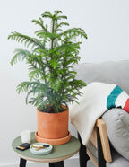 Medium Norfolk Island Pine brings tropical elegance indoors.