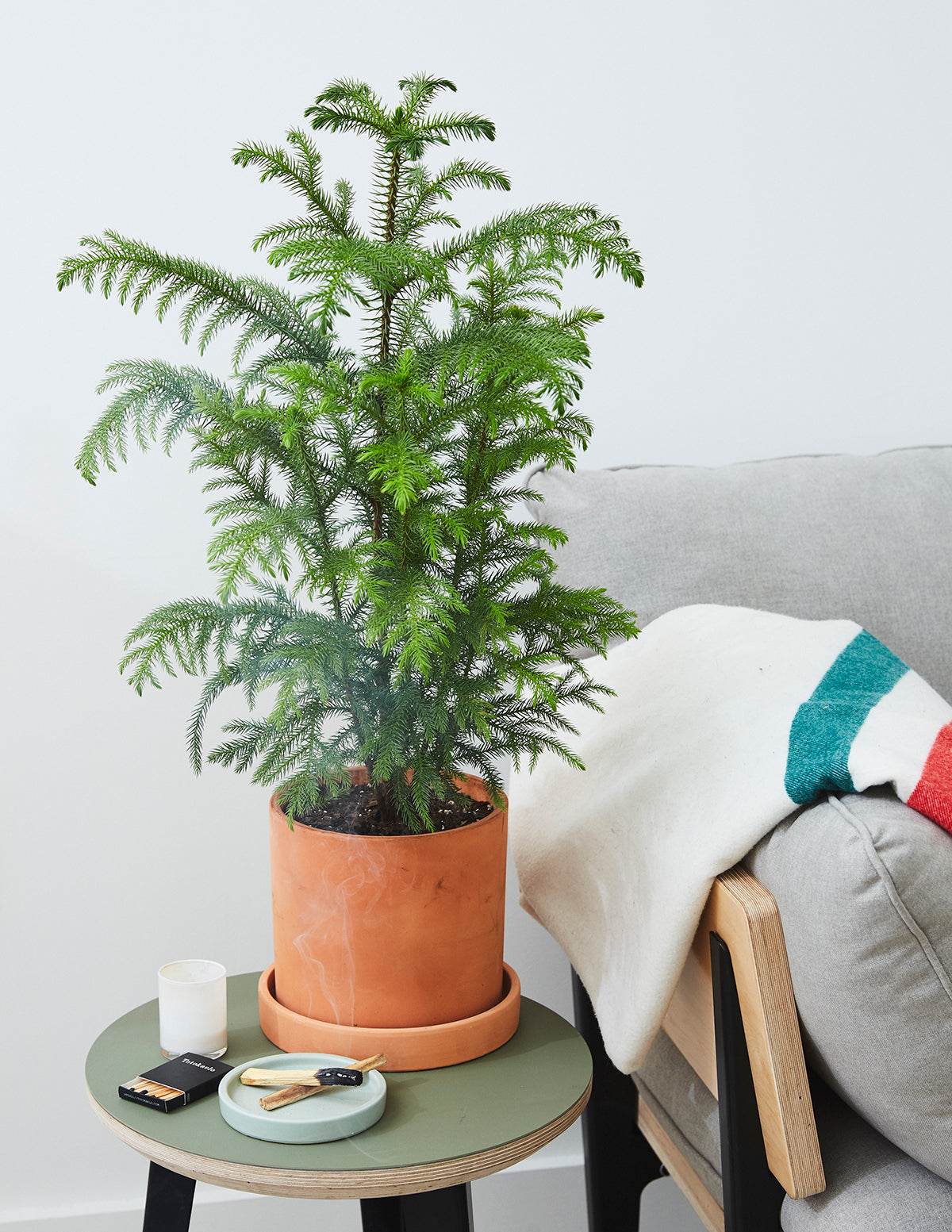 Medium Norfolk Island Pine brings tropical elegance indoors.