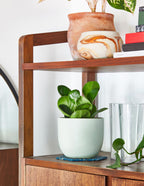 Happy Birthday Peperomia Green