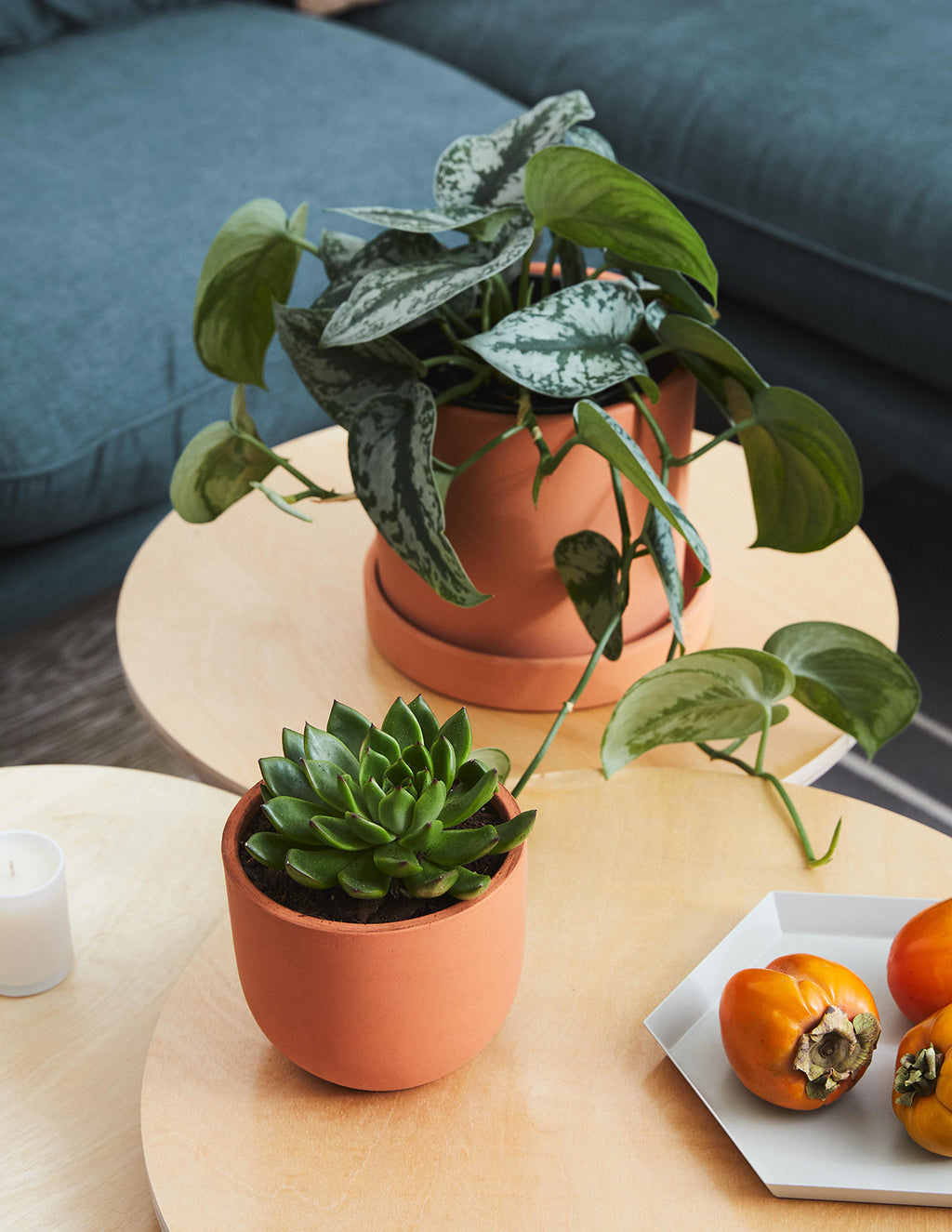 Succulent Squad Party Pack