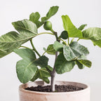 Chicago Hardy Fig Tree