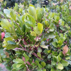 Miracle Fruit