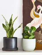 Happy Birthday Peperomia Green