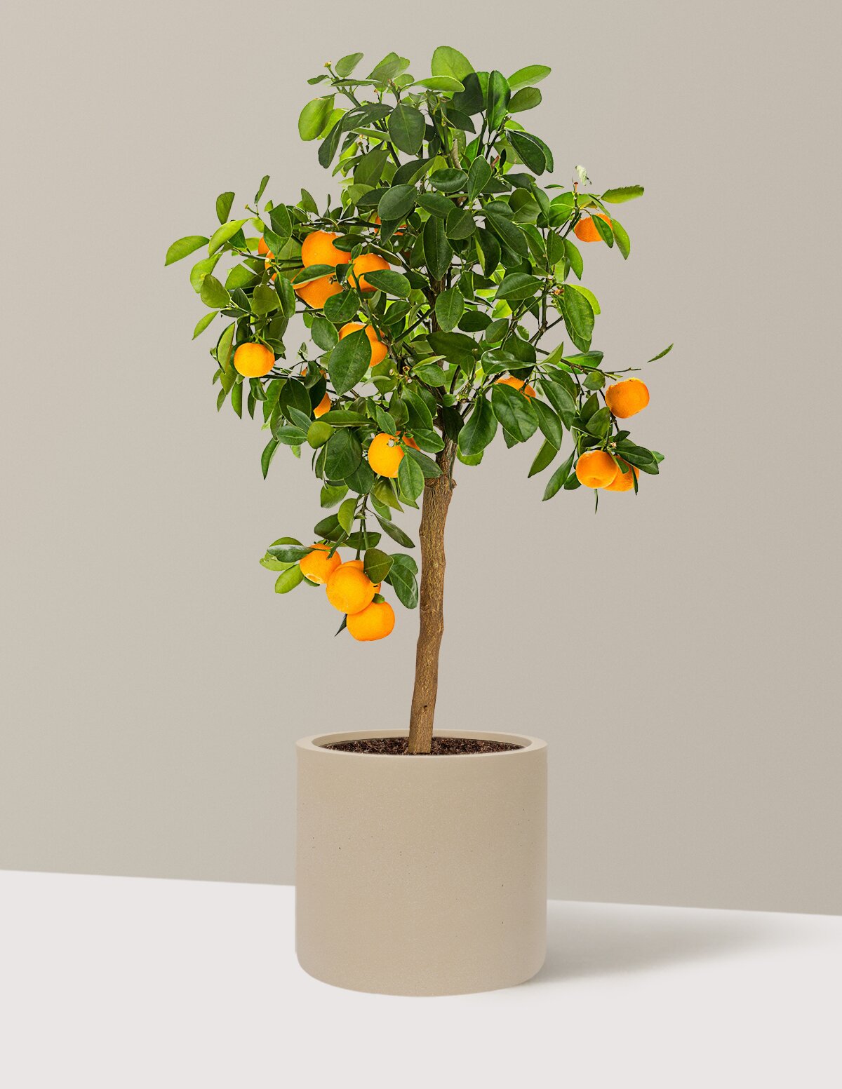 Calamondin Orange Bush