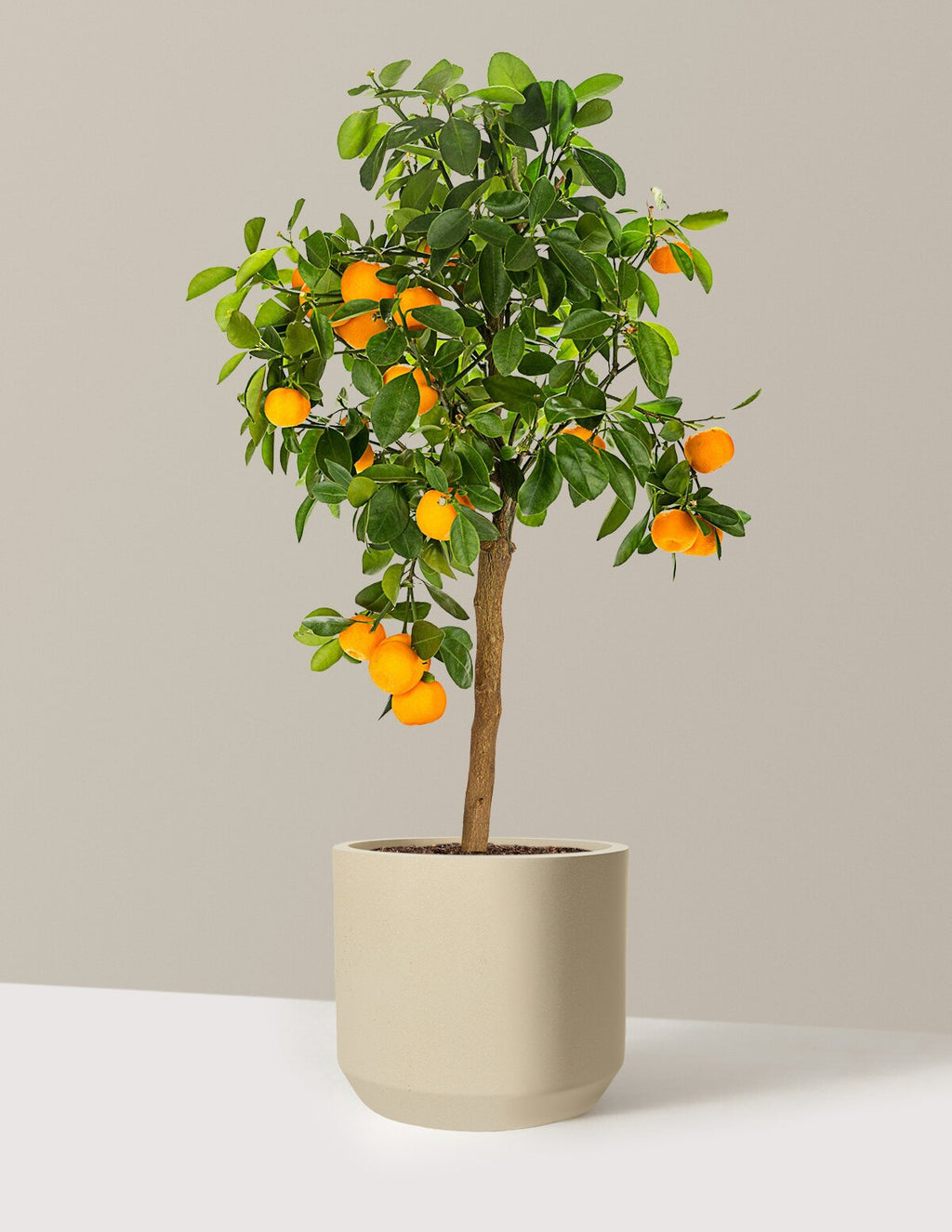 Calamondin Orange Bush