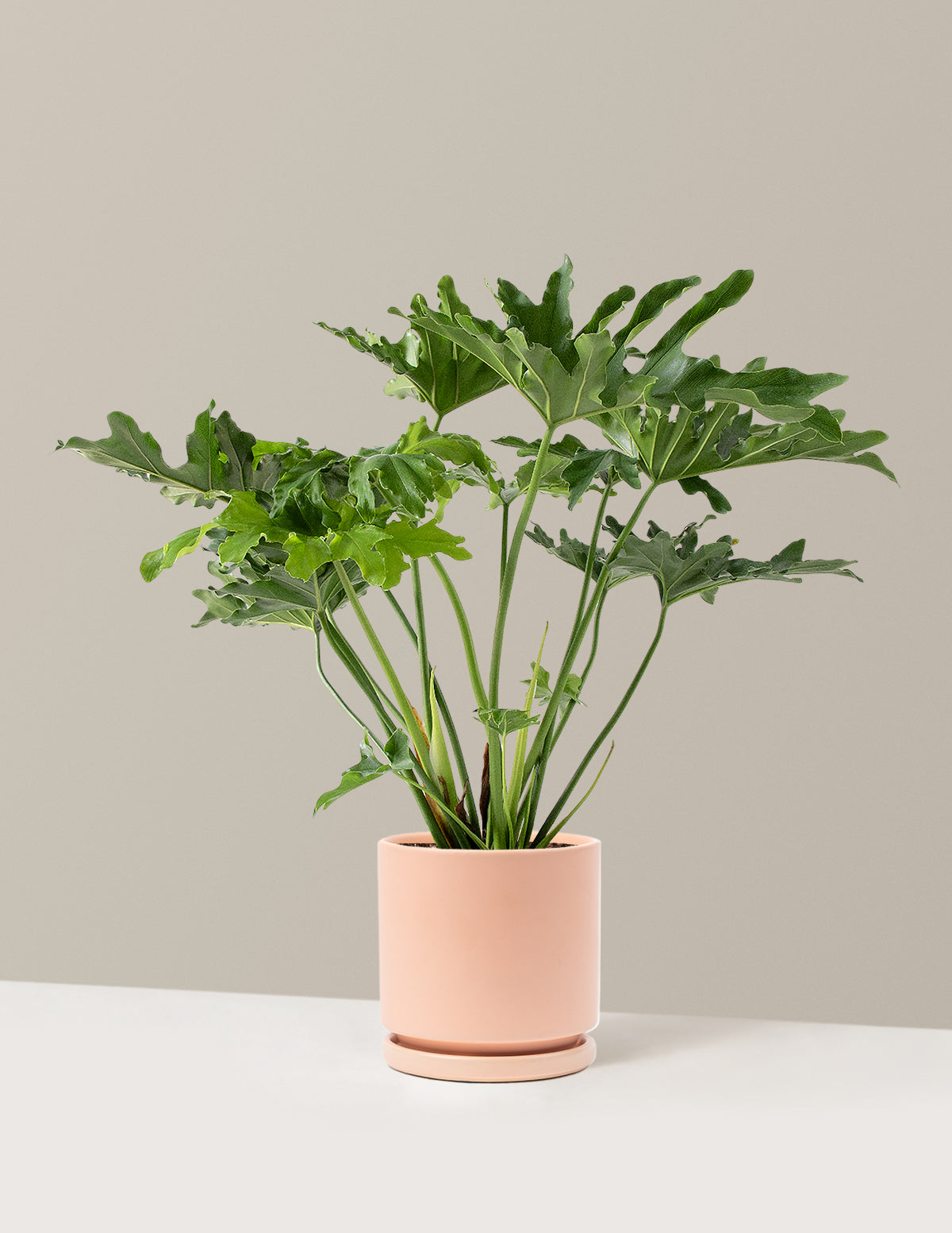 Large Philodendron Selloum Hope