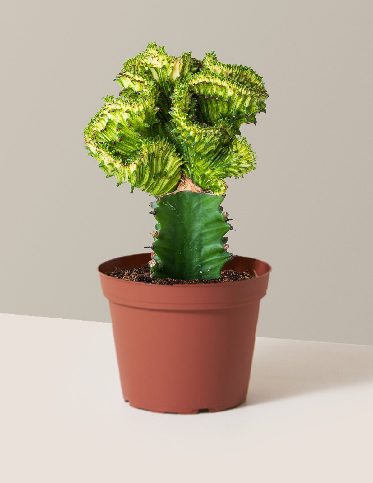 bundle | Green | Grow Pot
