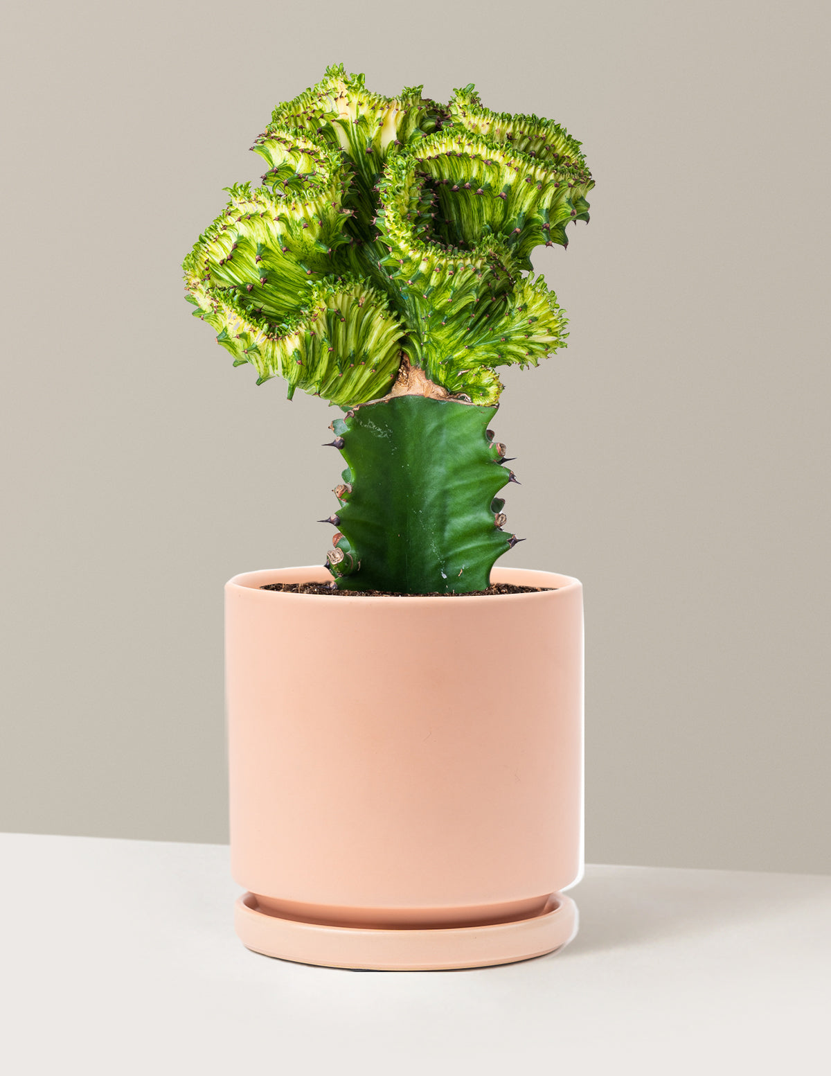 bundle | Green | Isabella | Blush