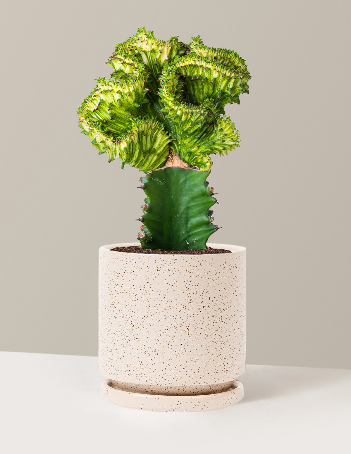 bundle | Green | Isabella | White Sesame