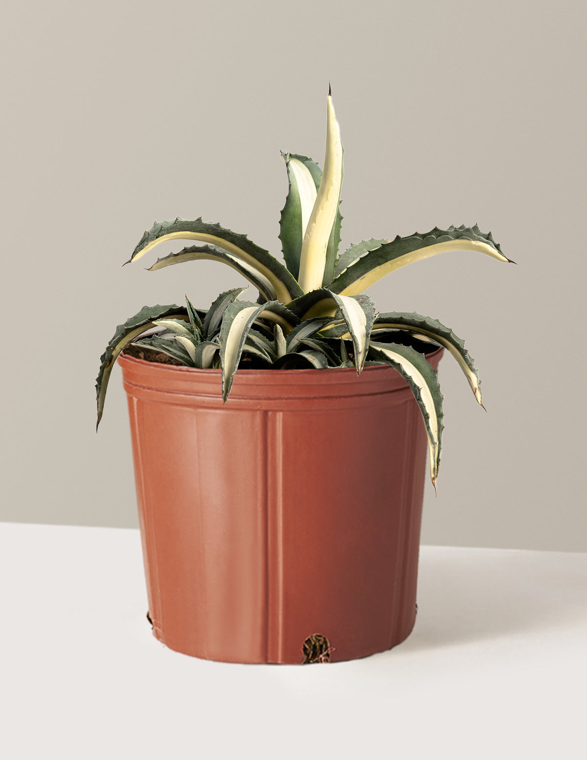bundle | 3 Gallon | Grow Pot