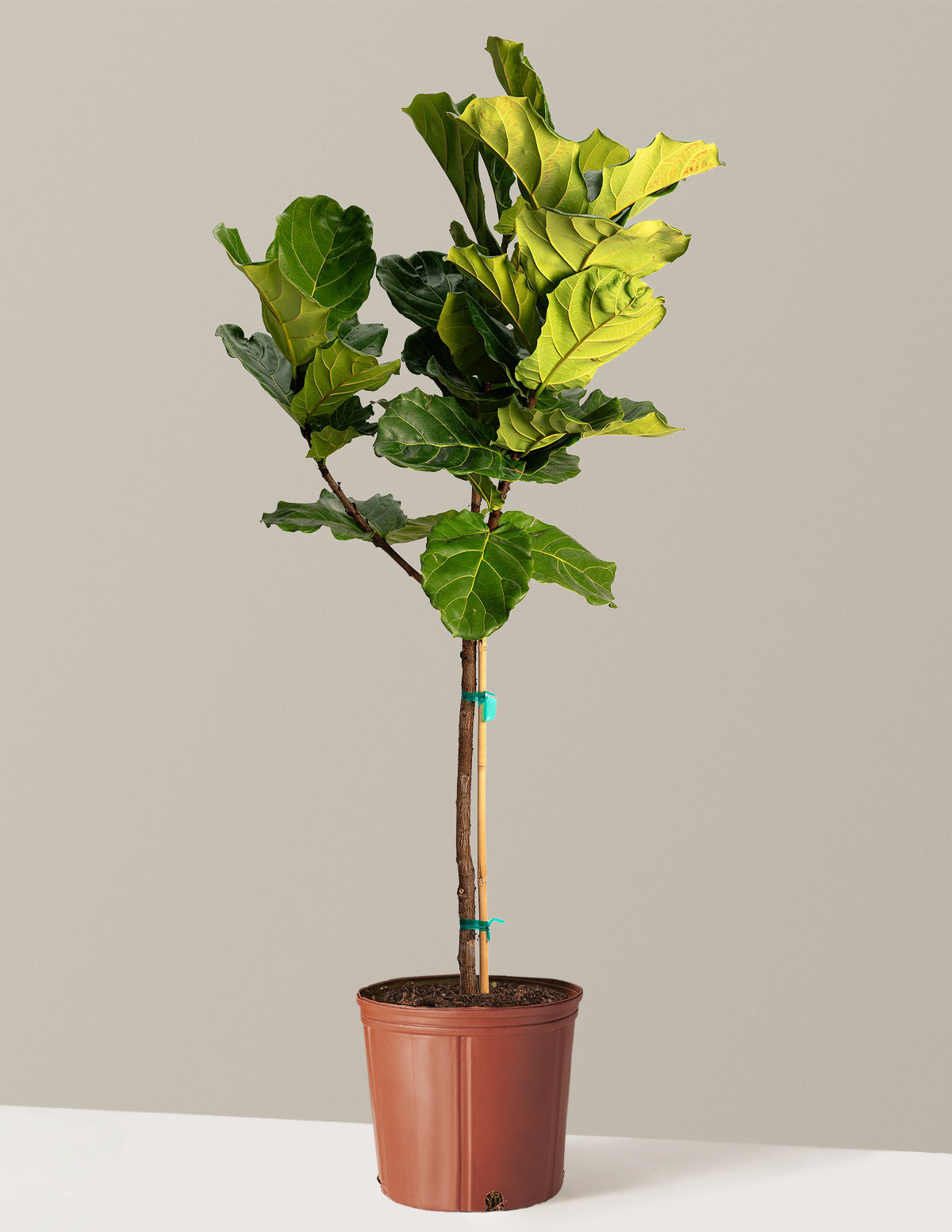 bundle | Giant | Grow Pot