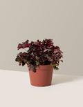 bundle | 1 Gallon - Single | Grow Pot