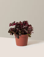 bundle | 1 Gallon - Single | Grow Pot