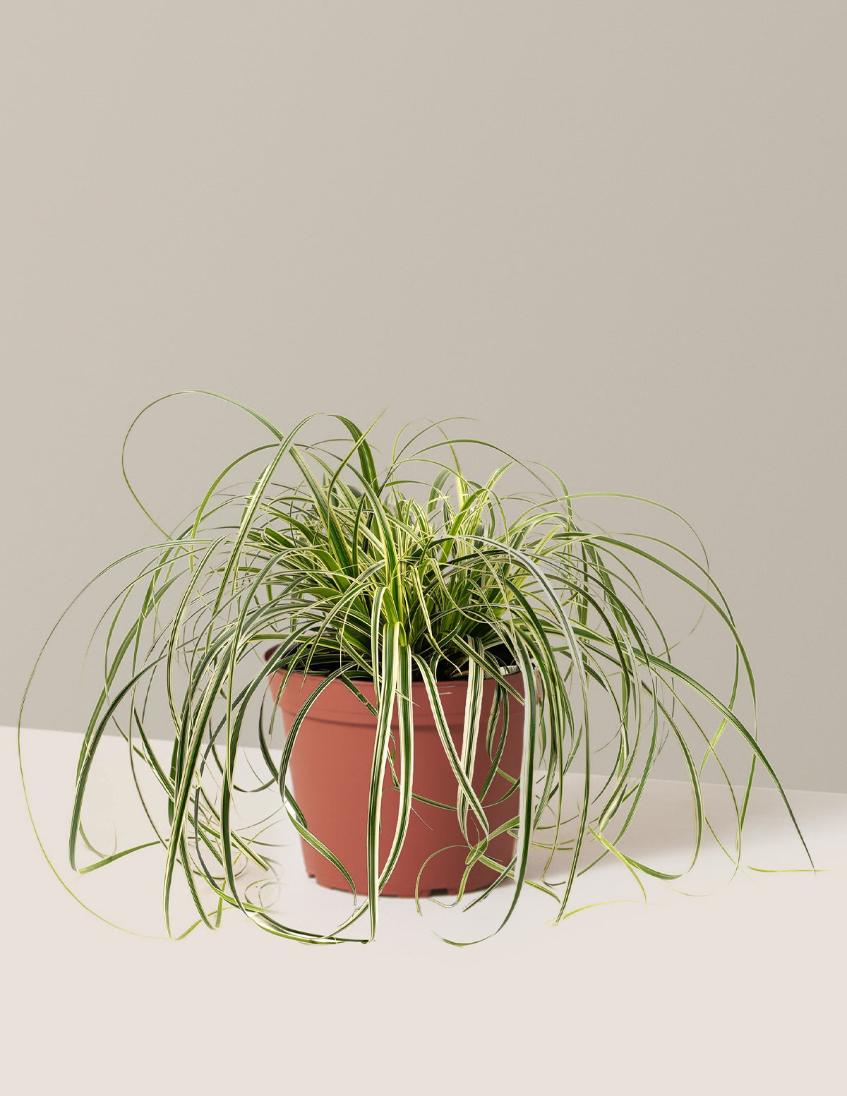 bundle | 1 Gallon | Grow Pot