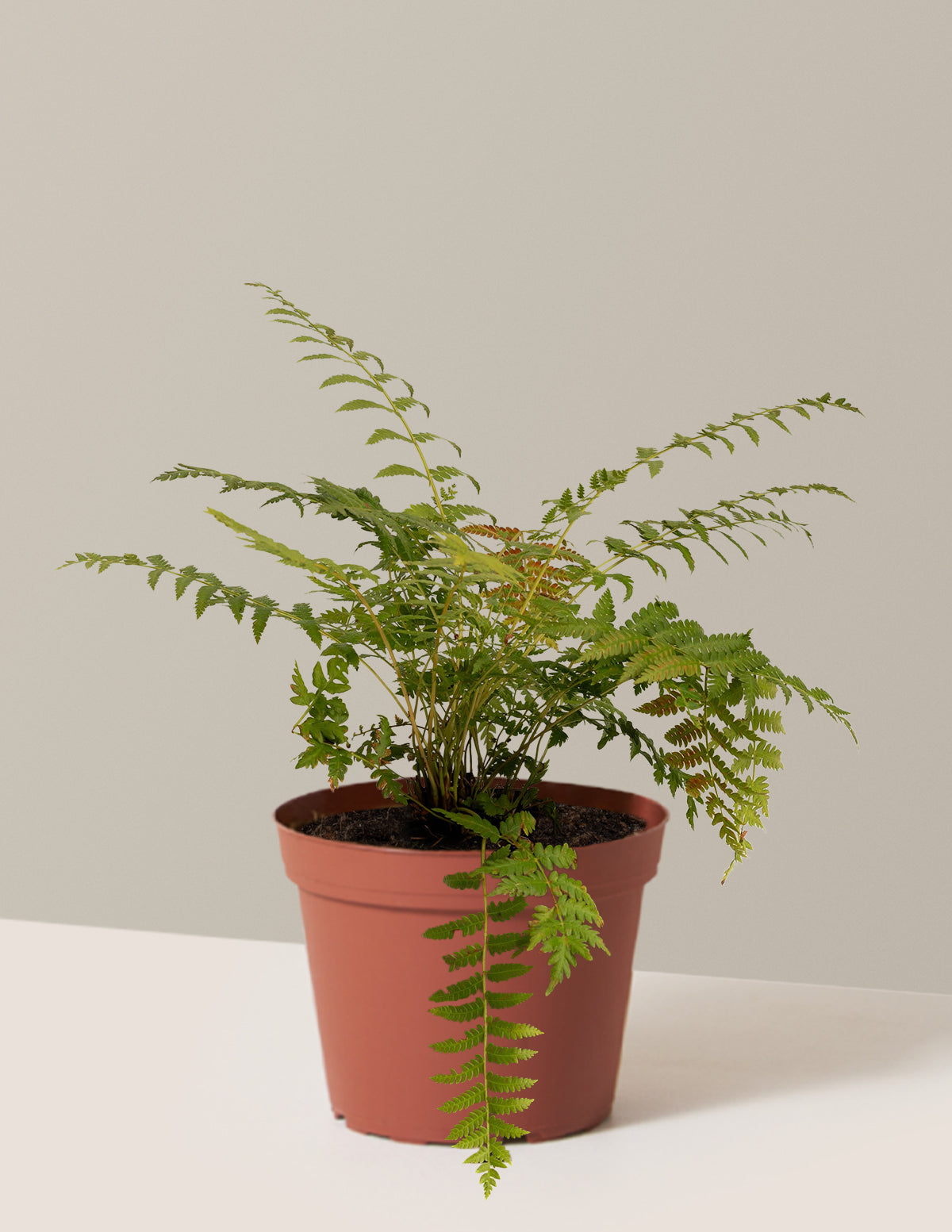 files/the-sill-Medium-Cinnamon-Fern_Medium_Grow-pot_Variant.jpg
