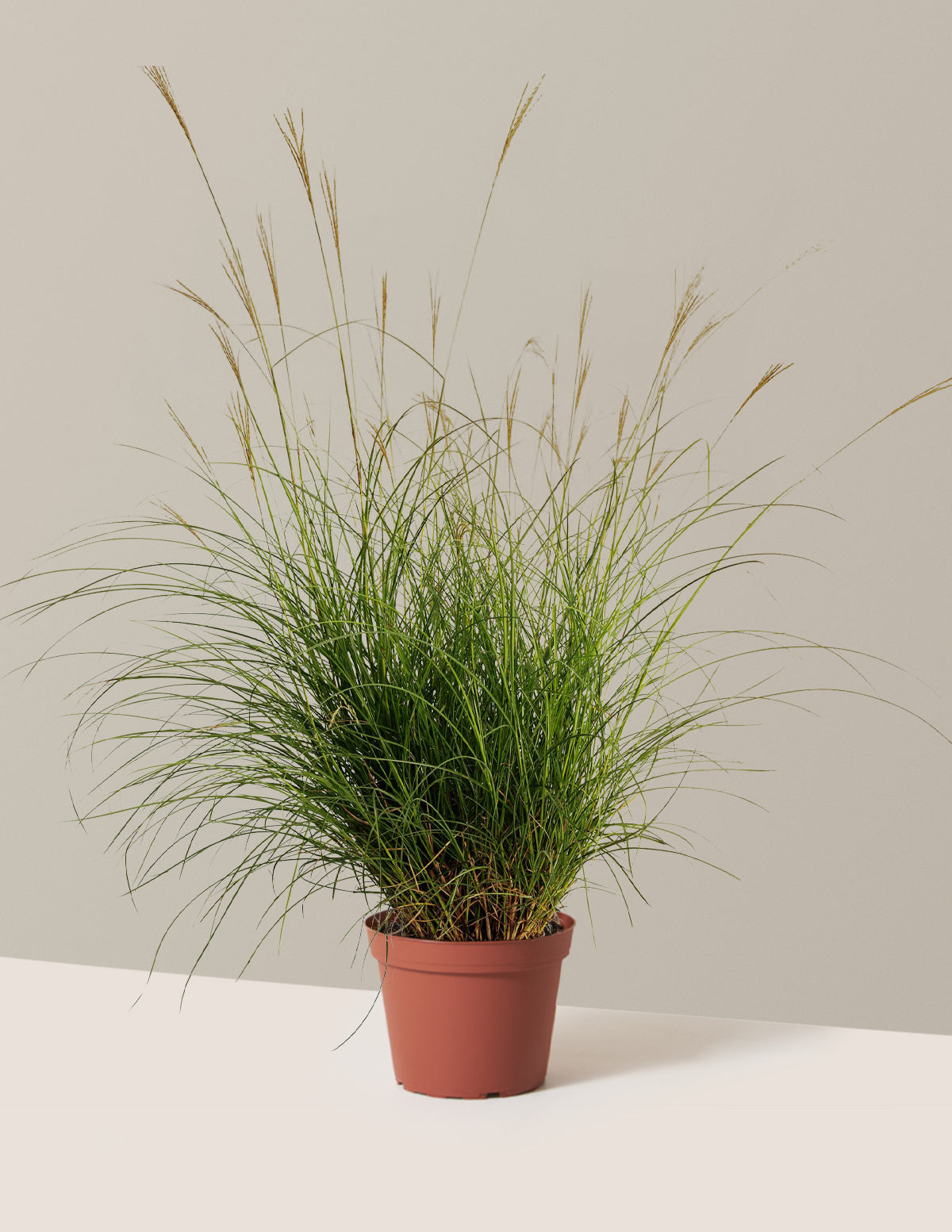 bundle | 1 Gallon - Single | Grow Pot