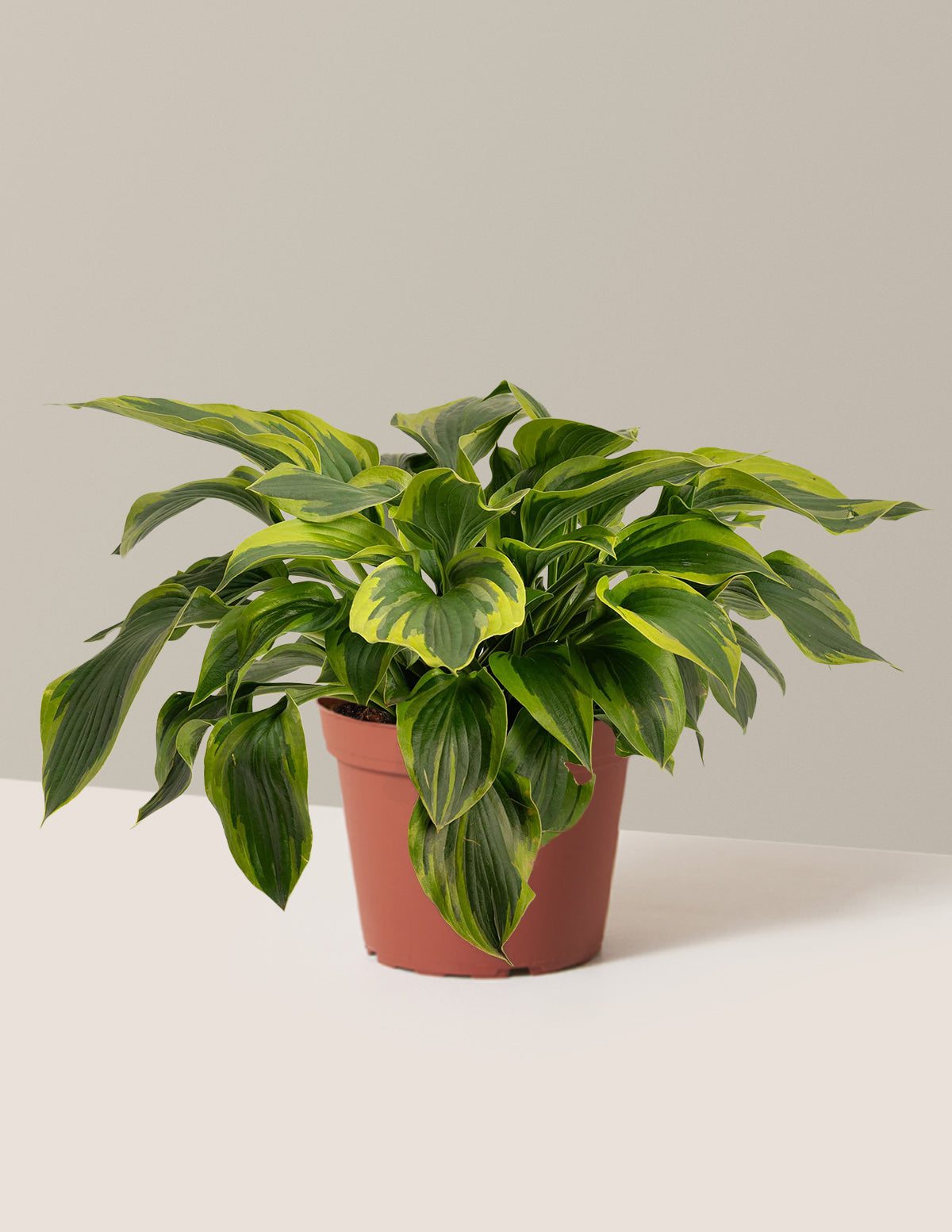 bundle | 1 Gallon - Single | Grow Pot