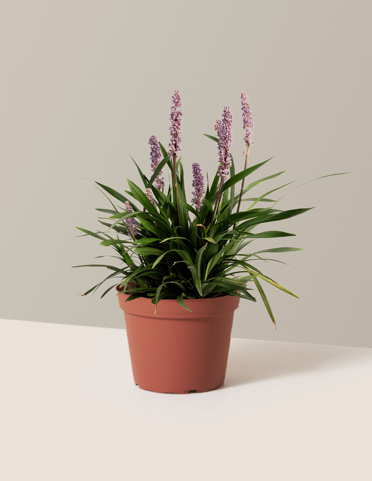 bundle | 1 Gallon - Single | Grow Pot