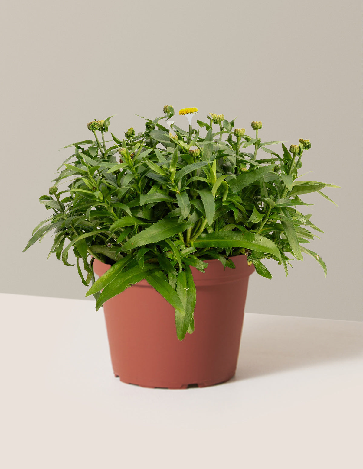 bundle | 1 Gallon | Grow Pot