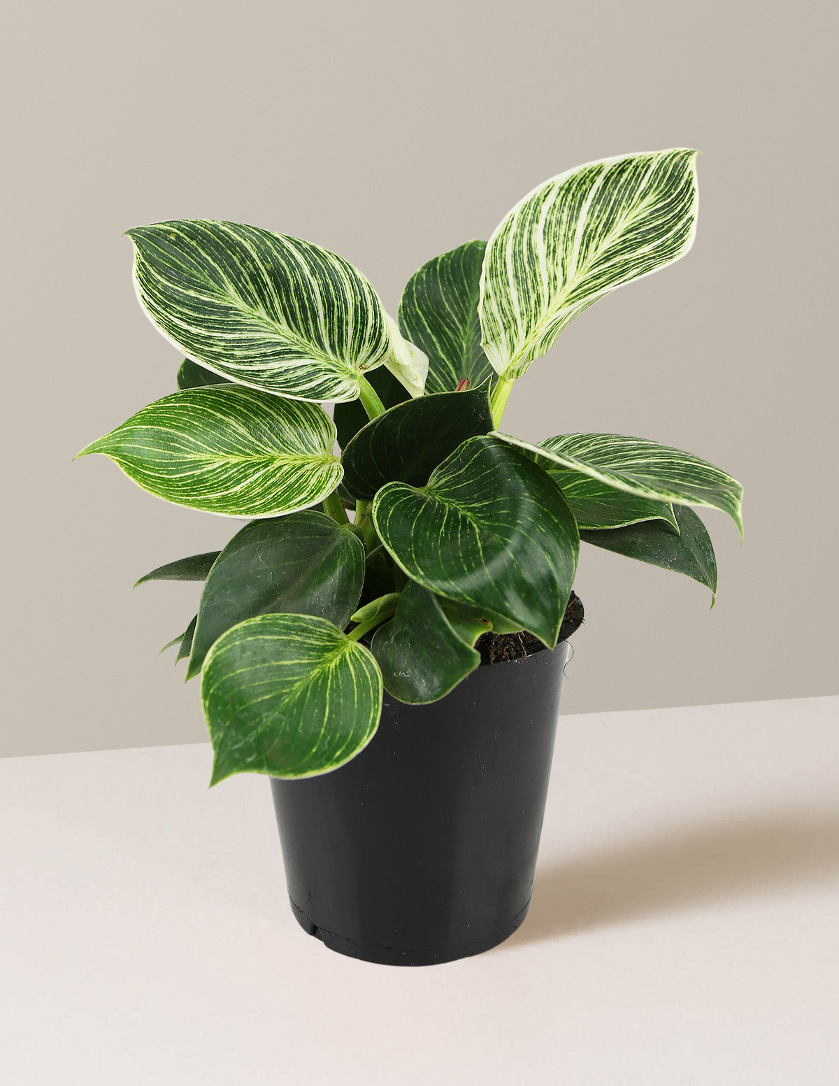 bundle | Small | Grow Pot