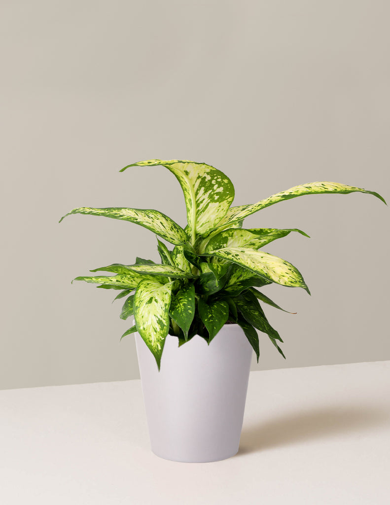 How to care for a Dieffenbachia Star Bright