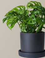 Monstera Adansonii