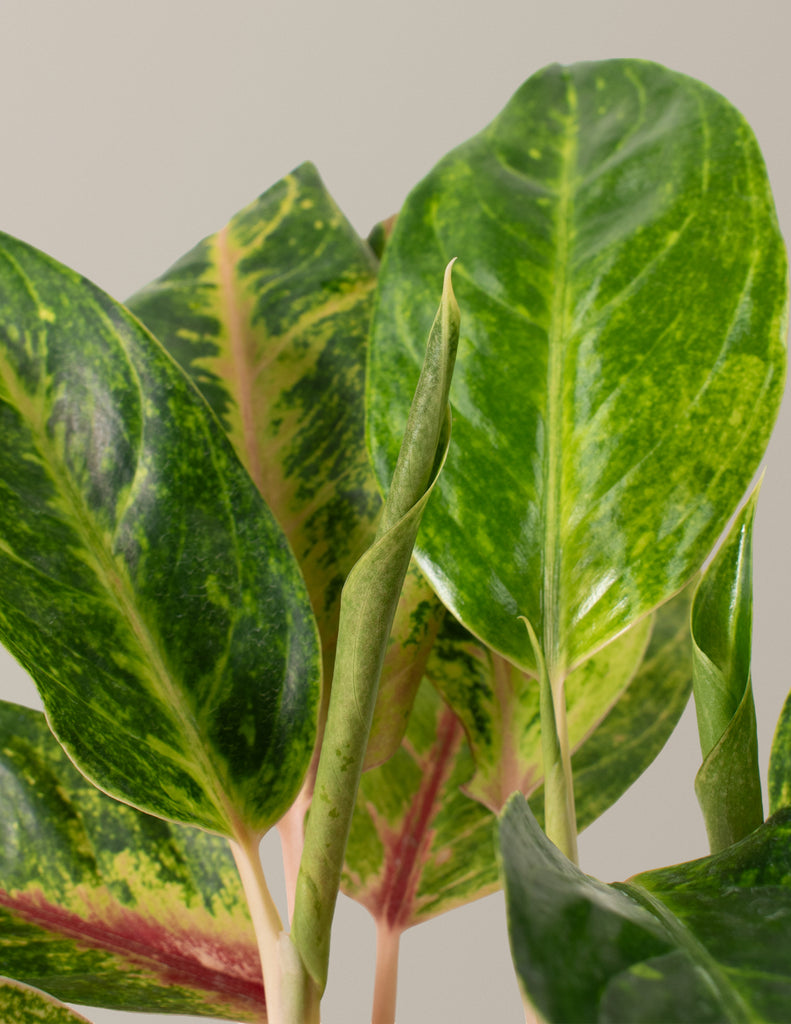 How to care for a Aglaonema
