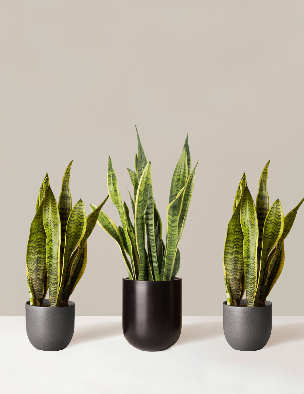 files/the-sill_Air-Purifier-Trio_Grant-Pallas_Black_Variant_3.jpg