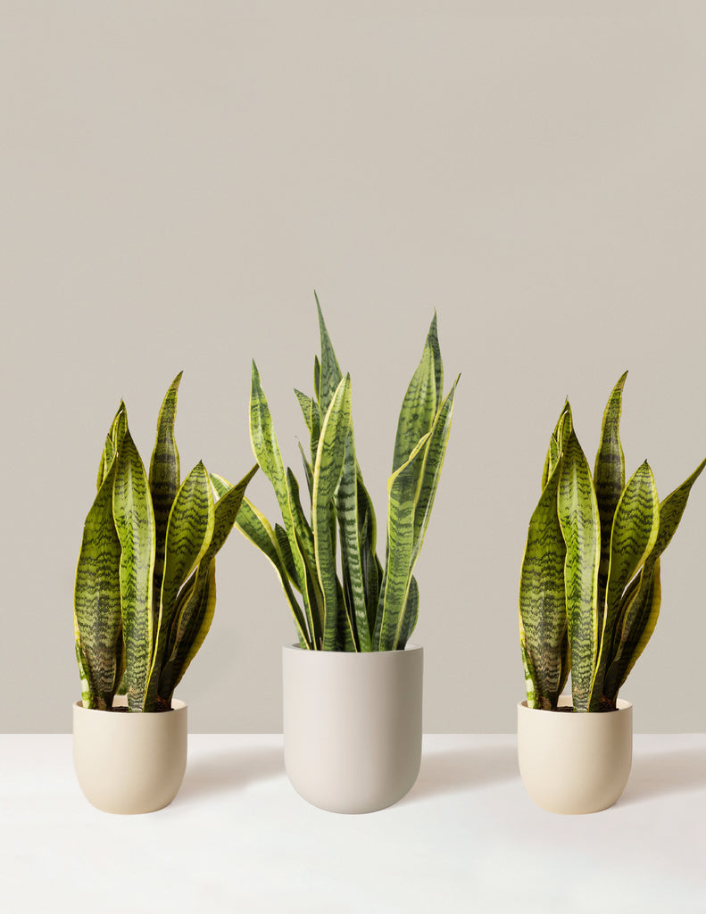 How to care for a Snake Plant