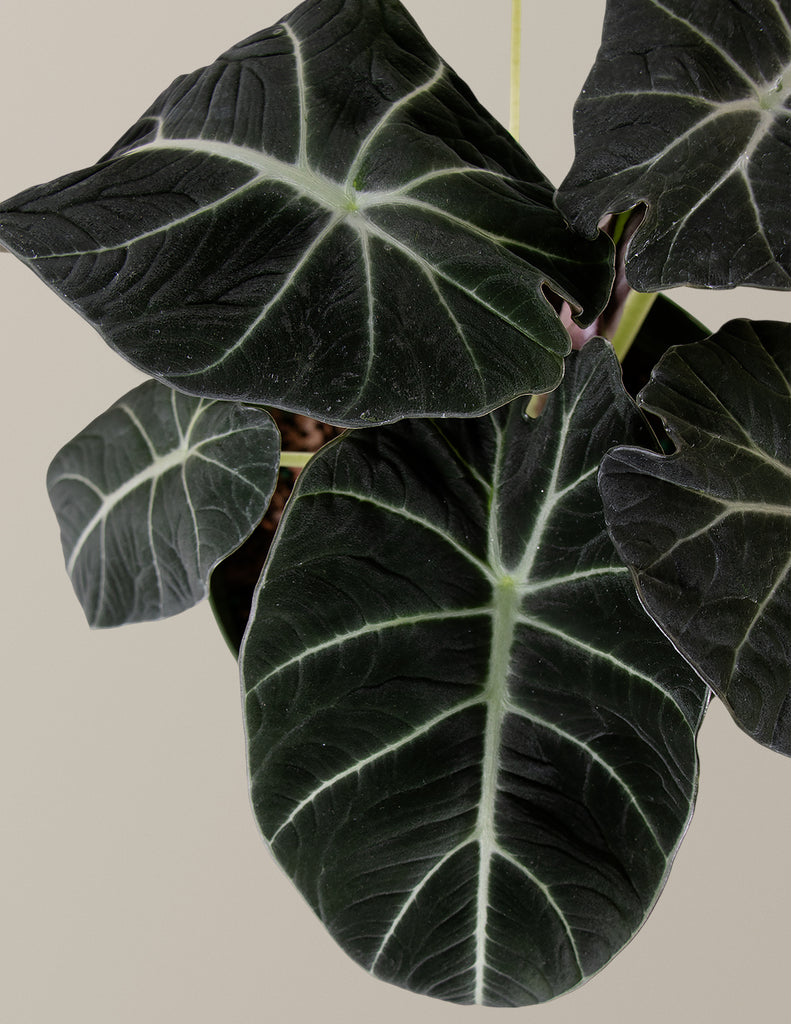 How to care for a Alocasia Black Velvet
