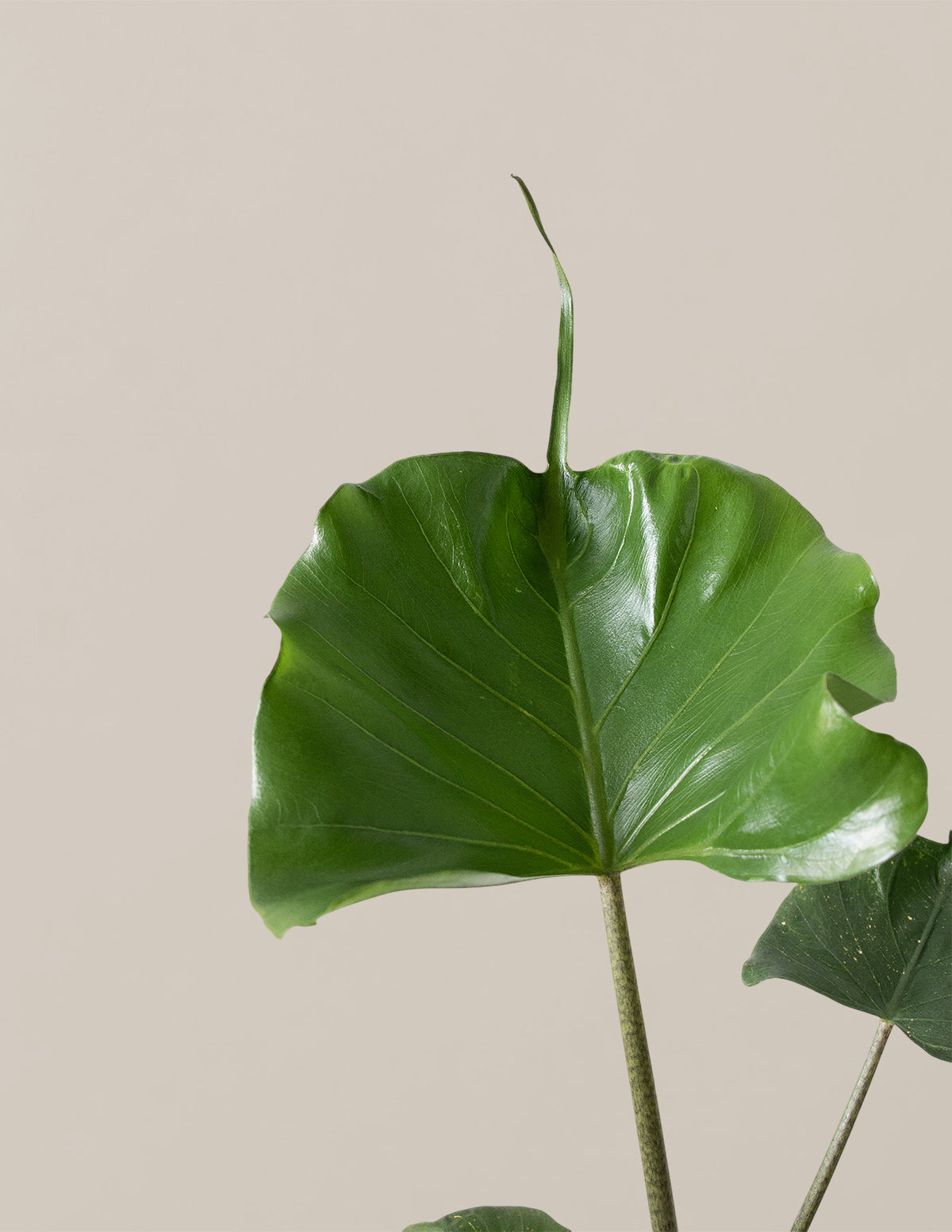 files/the-sill_Alocasia-Sting-Ray_Gallery-2.jpg