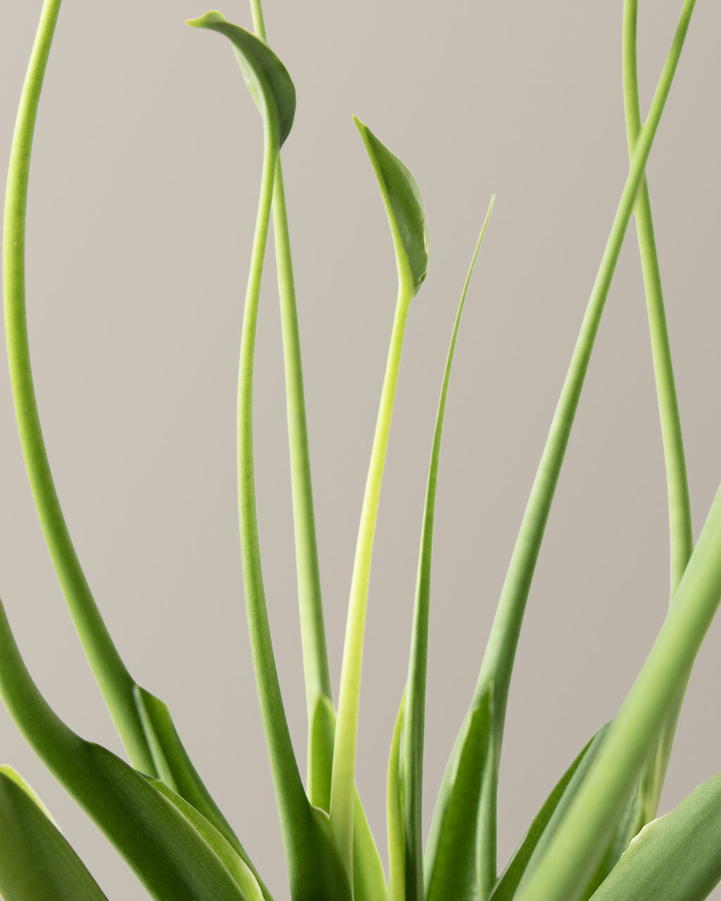 Alocasia Tiny Dancer
