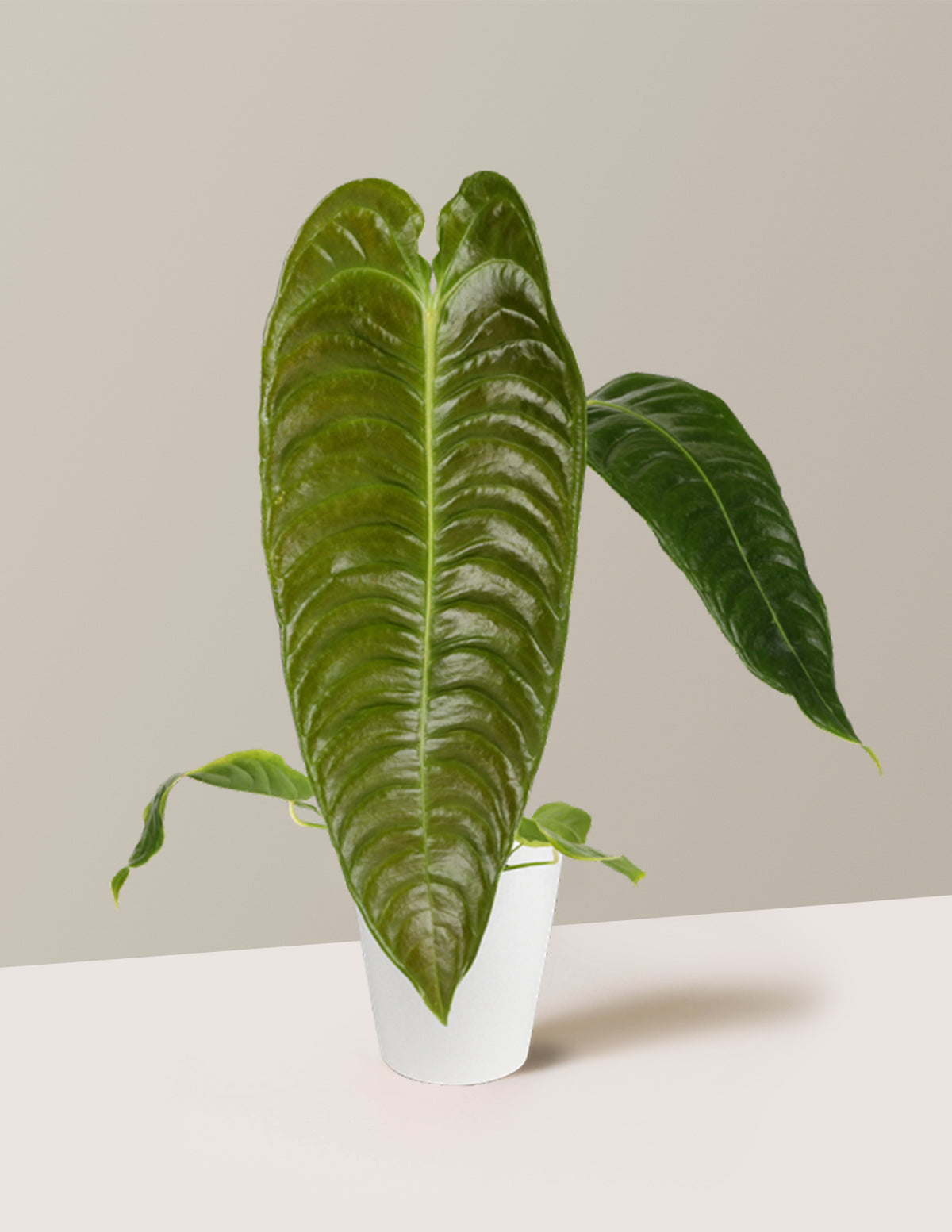 files/the-sill_Alocasia-newness_White_Gallery.jpg