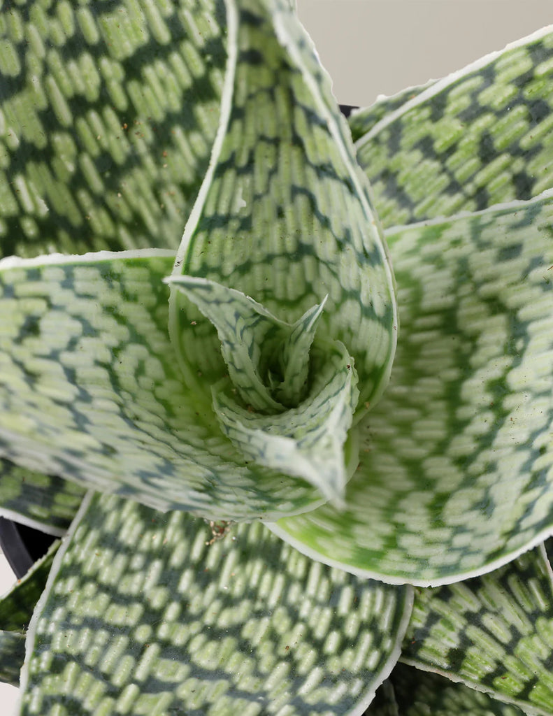 How to care for a Aloe Delta Lights