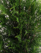 American Pillar Thuja