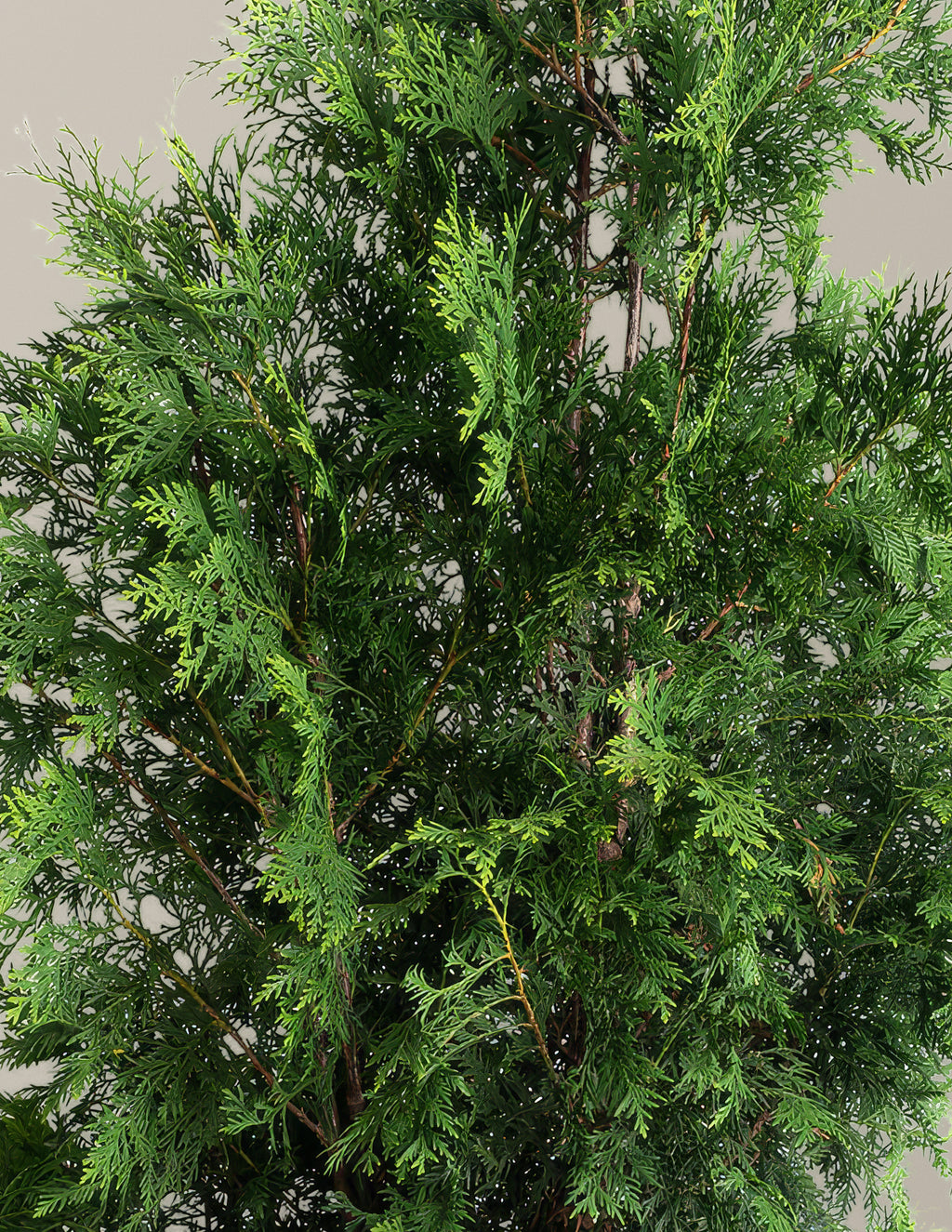 American Pillar Thuja