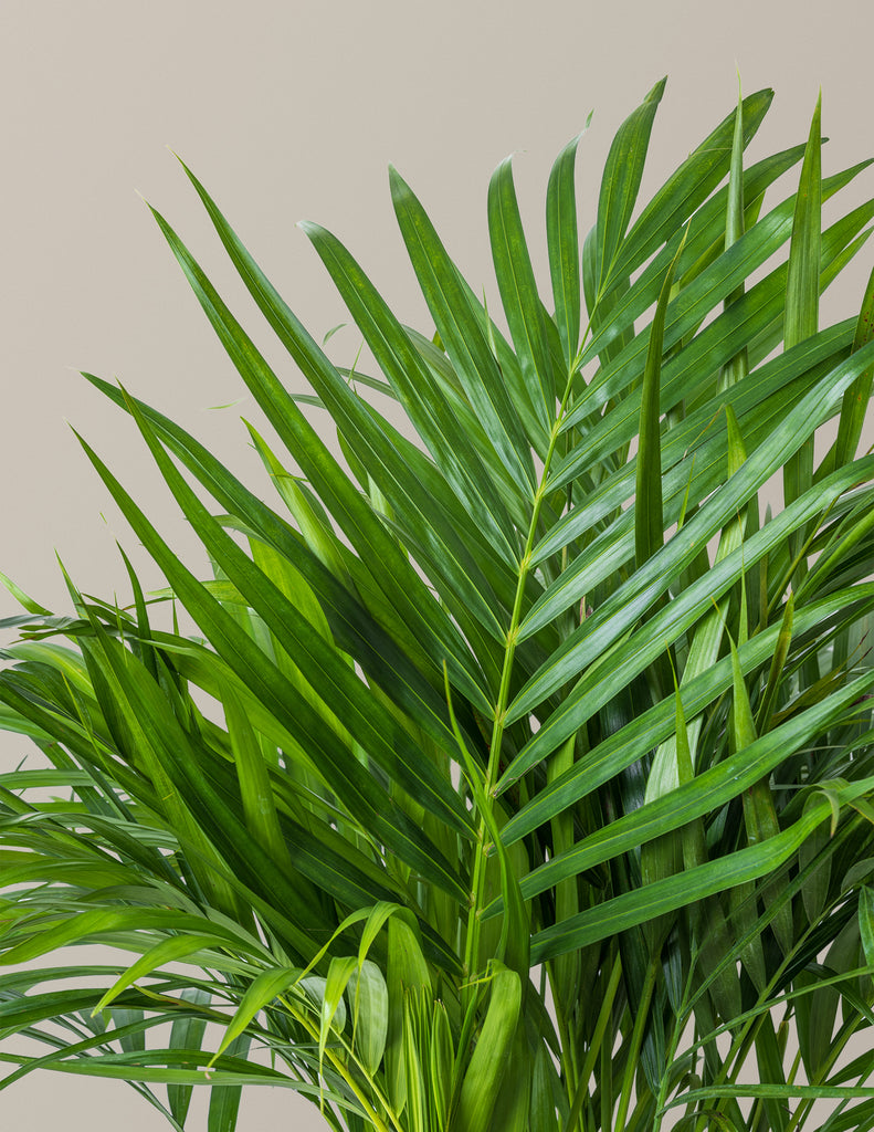 How to care for a Areca Purifying Palm