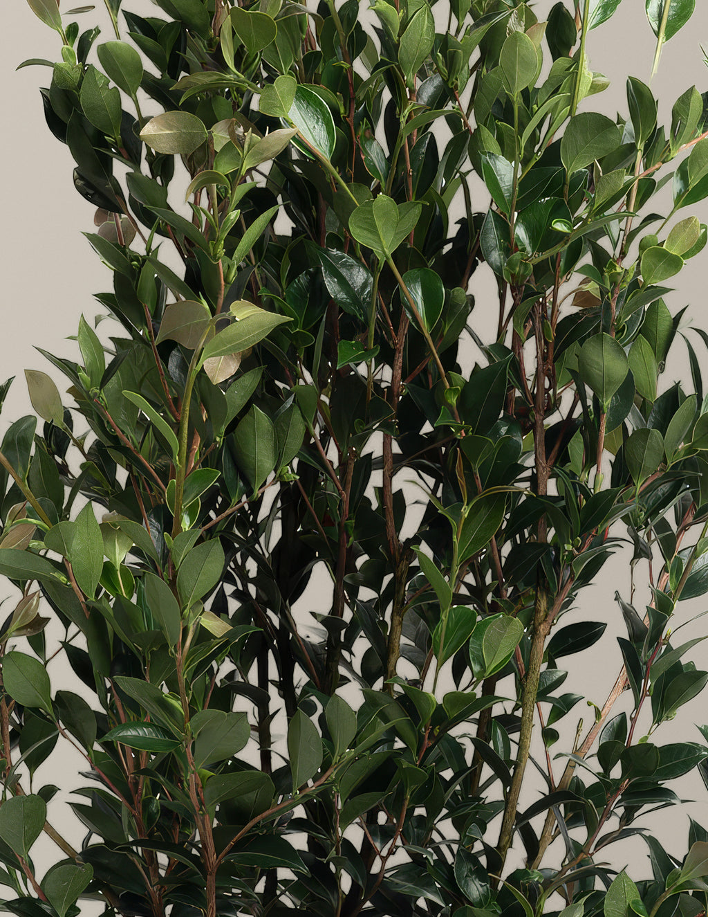 Autumn Rocket Camellia