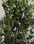 Autumn Rocket Camellia