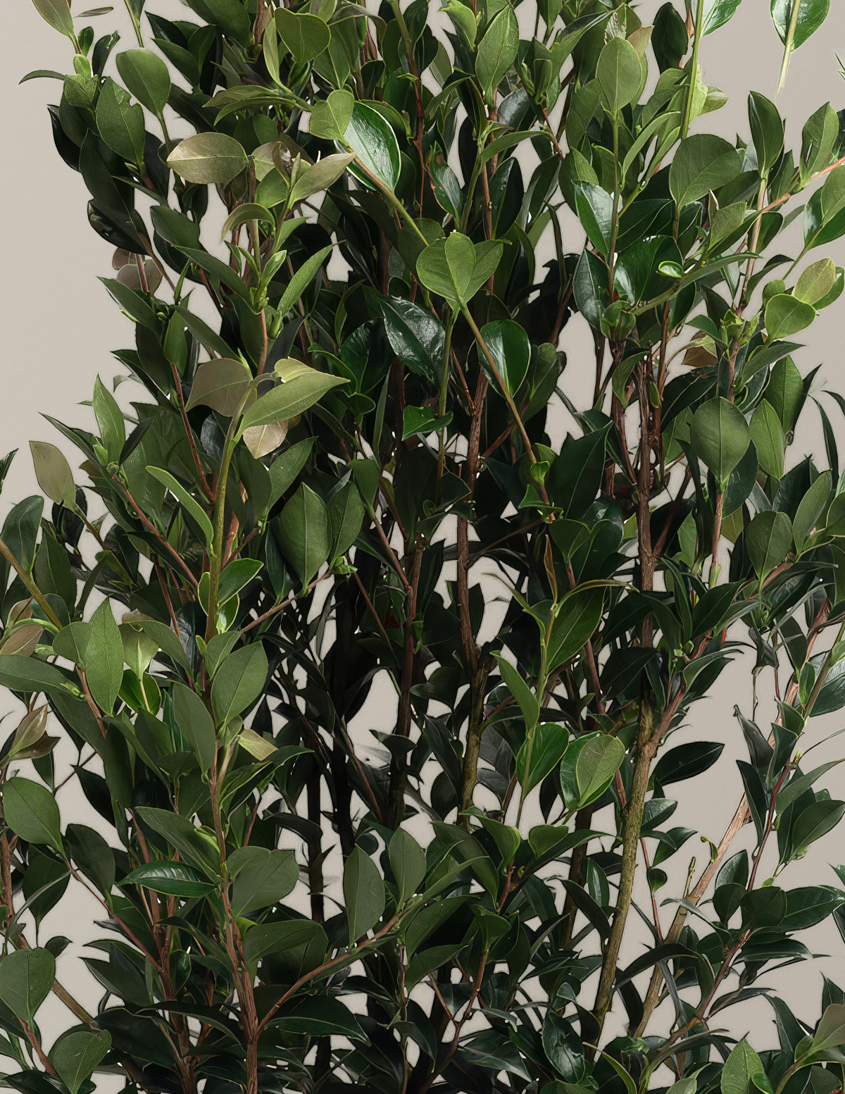 Autumn Rocket Camellia